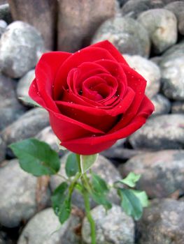 Red rose is growing on the rock garden. It look like a very strong beautiful flower.