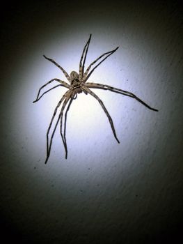 Spider was lighting in the dark. It look very dangerous and silent surrounding.