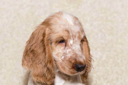 portrait of english cocker spaniel, champion, breeding station