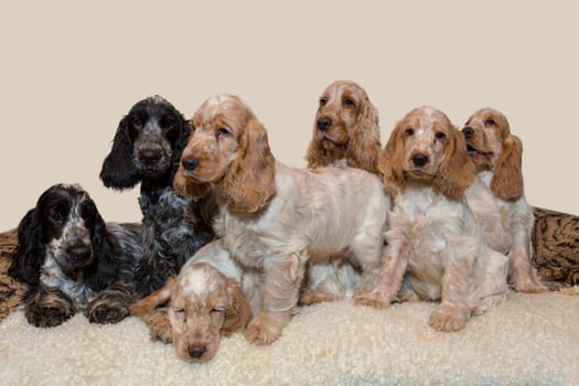 portrait of english cocker spaniel, champion, breeding station