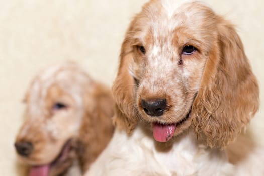 portrait of english cocker spaniel, champion, breeding station