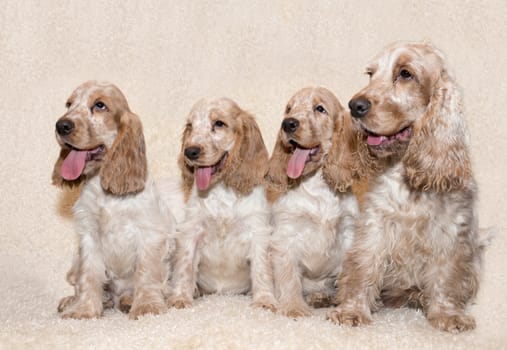 portrait of english cocker spaniel, champion, breeding station