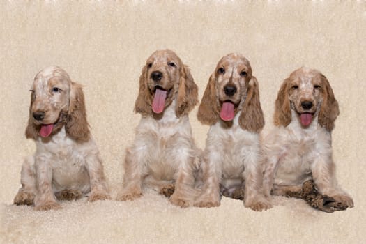 portrait of english cocker spaniel, champion, breeding station