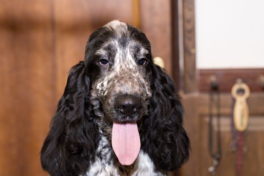 portrait of english cocker spaniel, champion, breeding station