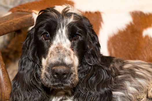 portrait of english cocker spaniel, champion, breeding station