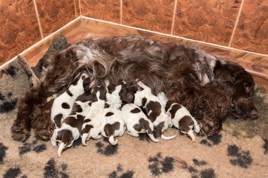 English Cocker Spaniel puppy suck breast milk from mom