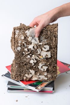 woman hold a book has been damaged by termite