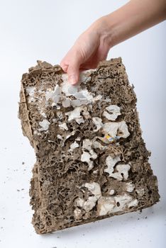 woman hold a book has been damaged by termite