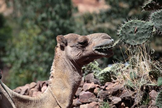 Camel eating a spiny cactus.