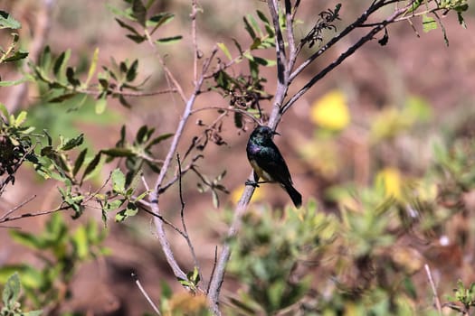 A Variable Sunbird (Cinnyris venustus or former, Nectarinia venusta) in Ethiopia.