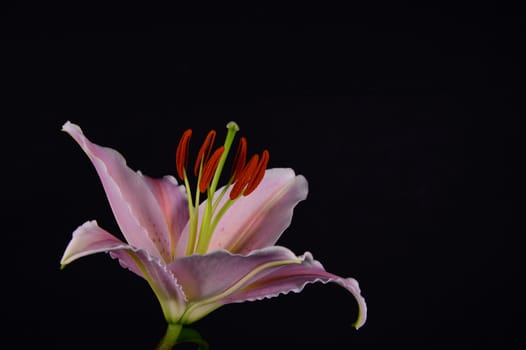 Photo of a pink lily over a black background. Taken in Riga, Latvia.