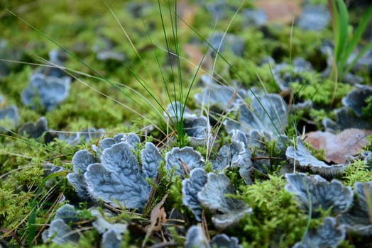 Photo of blue mushrooms in the forest. Taken in Riga, Latvia.