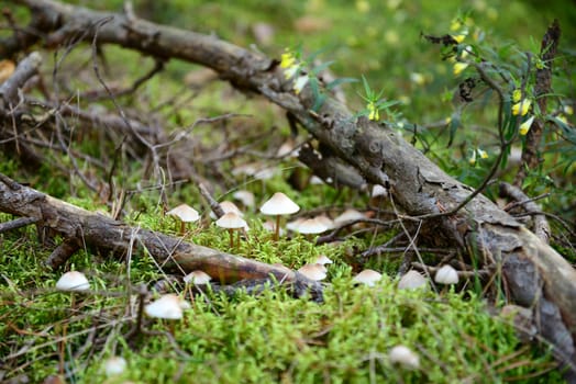 Photo of toadstool mushrooms in the forest. Taken in Riga, Latvia.
