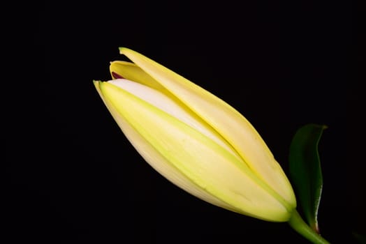 Photo of a yellow lily over a black background. Taken in Riga, Latvia.