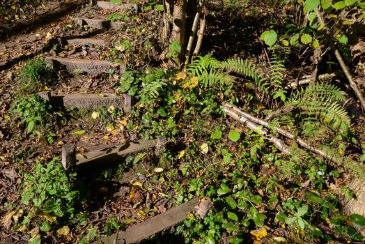 Photo of old stairs in the forest. Nature photography. Taken in Sigulda.