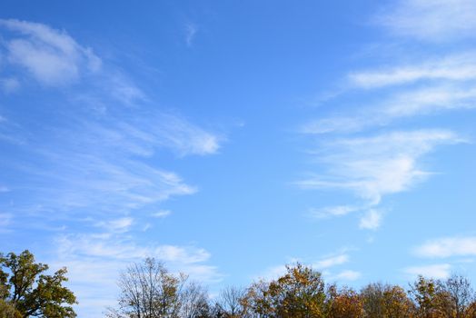 Photo of clouds with a shape of angel wings over trees on a blue sky. Nature photography.