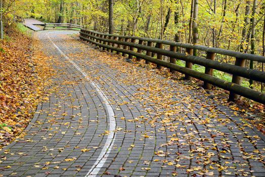 Photo of a road in the forest in autumn with orange leaves. Nature photography.