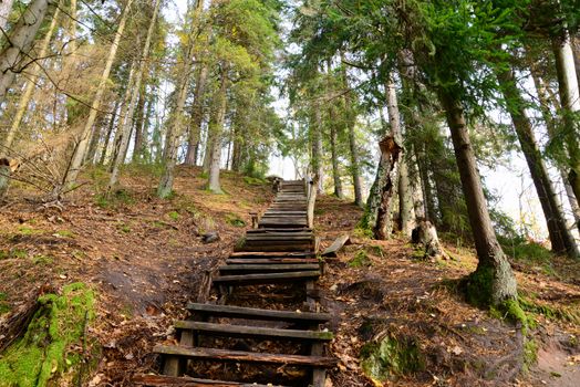 Photo of old wooden stairs in the forest. Nature photography.