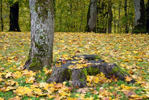 Photo of a stub with orange leaves. Nature photography.