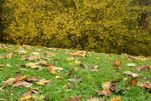 Photo of a meadow and trees with yellow leaves. Nature photography.