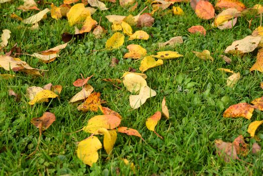 Photo of orange autumn leaves on a green grass. Nature photography.