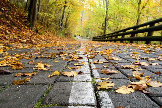 Photo of a road in the forest in autumn with orange leaves. Nature photography.