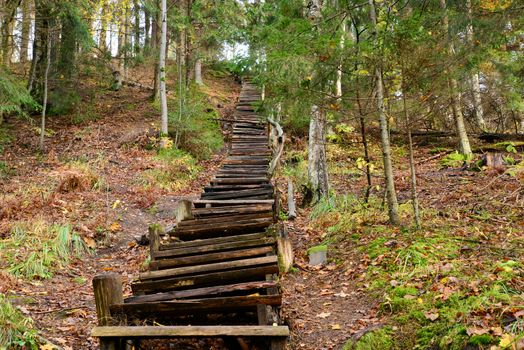 Photo of old wooden stairs in the forest. Nature photography.