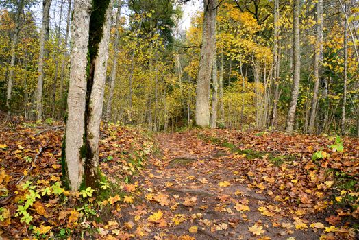 Photo of a wooden passway in the forest. Nature photography.