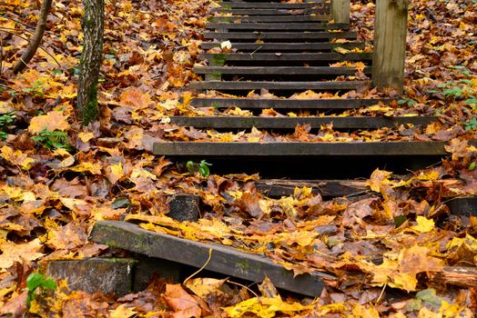 Photo of old wooden stairs in the forest. Nature photography.