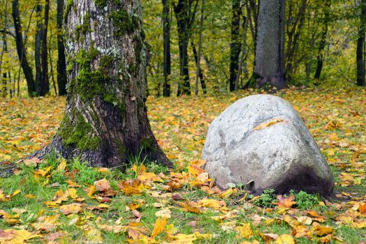 Photo of a boulder and a tree in the forest. Nature photography.