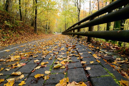 Photo of a road in the forest in autumn with orange leaves. Nature photography.