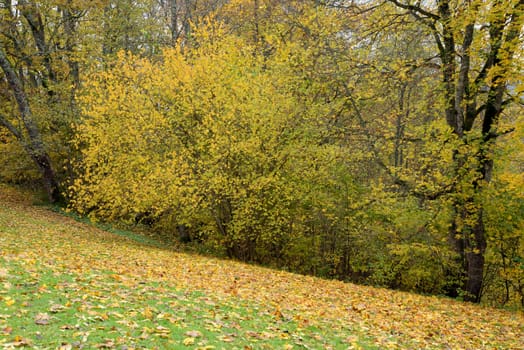 Photo of trees with yellow leaves. Nature photography.