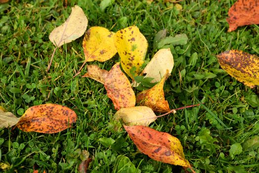 Photo of orange autumn leaves on a green grass. Nature photography. Taken in Sigulda, Latvia.