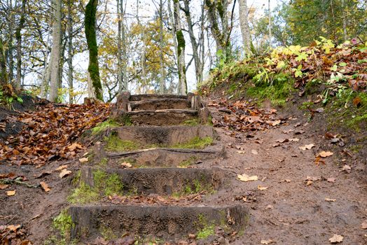 Photo of old wooden stairs in the forest. Nature photography.