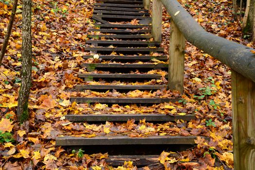 Photo of old wooden stairs in the forest. Nature photography.