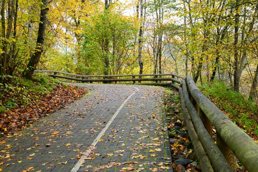 Photo of a road in the forest in autumn with orange leaves. Nature photography.