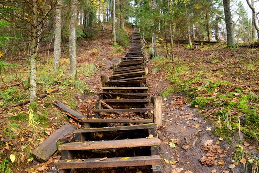 Photo of old wooden stairs in the forest. Nature photography.