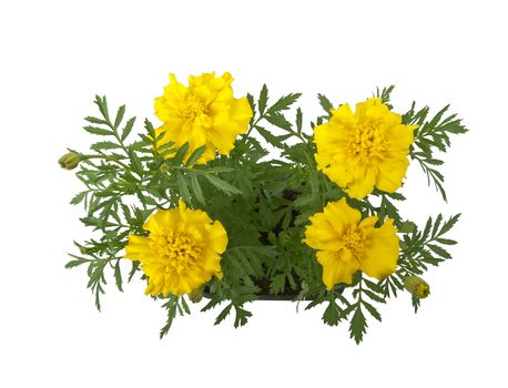 marigold (tagetes) flowers in pot, above view, studio shot