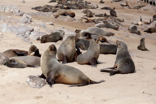 huge colony of Brown fur seal, Arctocephalus pusillus, in Cape Cross, Namibia, wide angle view, true wildlife photography
