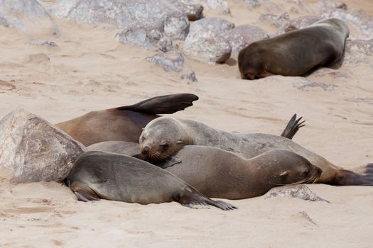 huge colony of Brown fur seal, Arctocephalus pusillus, in Cape Cross, Namibia, wide angle view, true wildlife photography