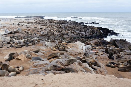 huge colony of Brown fur seal, Arctocephalus pusillus, in Cape Cross, Namibia, wide angle view, true wildlife photography