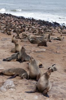 huge colony of Brown fur seal, Arctocephalus pusillus, in Cape Cross, Namibia, wide angle view, true wildlife photography