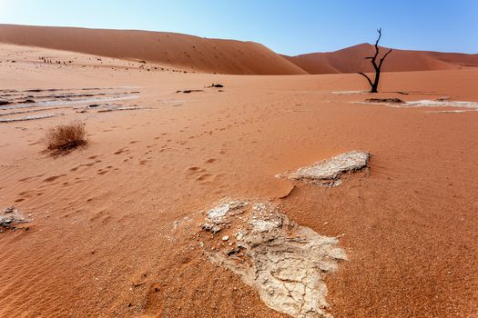 Sossusvlei beautiful sunrise landscape of hidden death valley in Namibian desert with blue sky, best place in Namibia