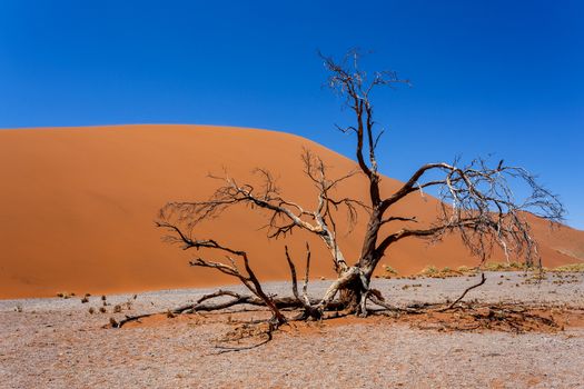 Dune 45 in sossusvlei Namibia, biggest dune in the world