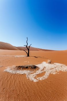 Sossusvlei beautiful sunrise landscape of hidden death valley in Namibian desert with blue sky, best place in Namibia