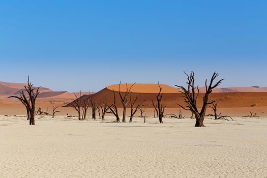 Sossusvlei beautiful sunrise landscape of hidden death valley in Namibian desert with blue sky, best place in Namibia