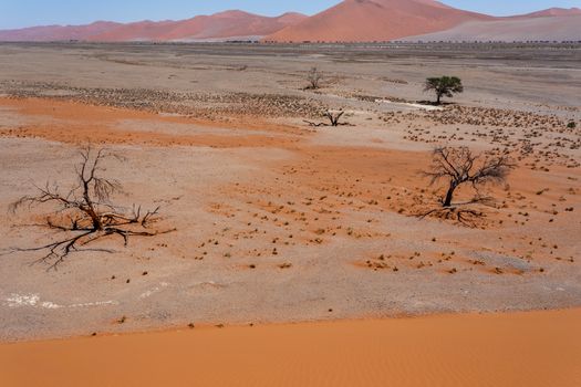 Dune 45 in sossusvlei Namibia, view from the top of a dune, best place in namibia