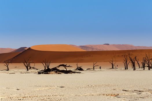 Sossusvlei beautiful sunrise landscape of hidden death valley in Namibian desert with blue sky, best place in Namibia