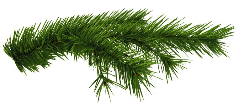 Christmas tree fir branch on white background