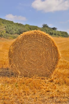  Round straw bales in harvested fields 
